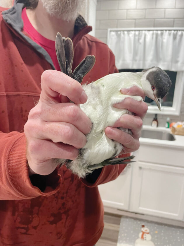 Mid-Ohio Valley rehabilitator helps aquatic birds amidst winter storms